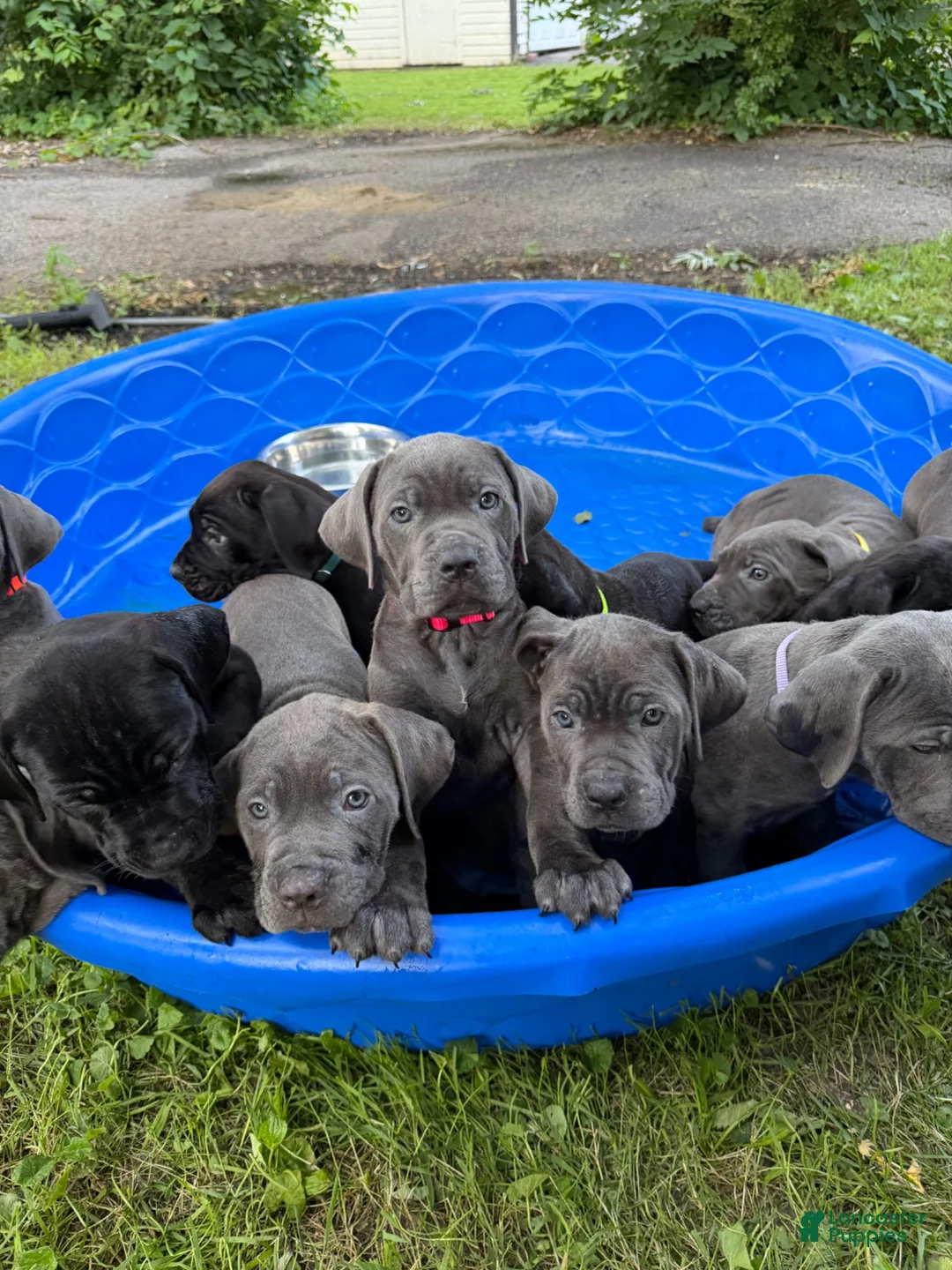 Cane Corso dogs for sale: Cane Corso 10 - Ad 2