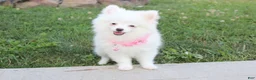 Pomeranian dogs for sale: Bianca  - Ad 8