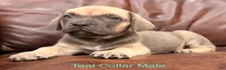 Cane Corso dogs for sale: Cane Corso Puppy Teal Collar M - Ad 3