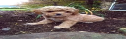Toy Poodle dogs for sale: Claudie - Ad 1