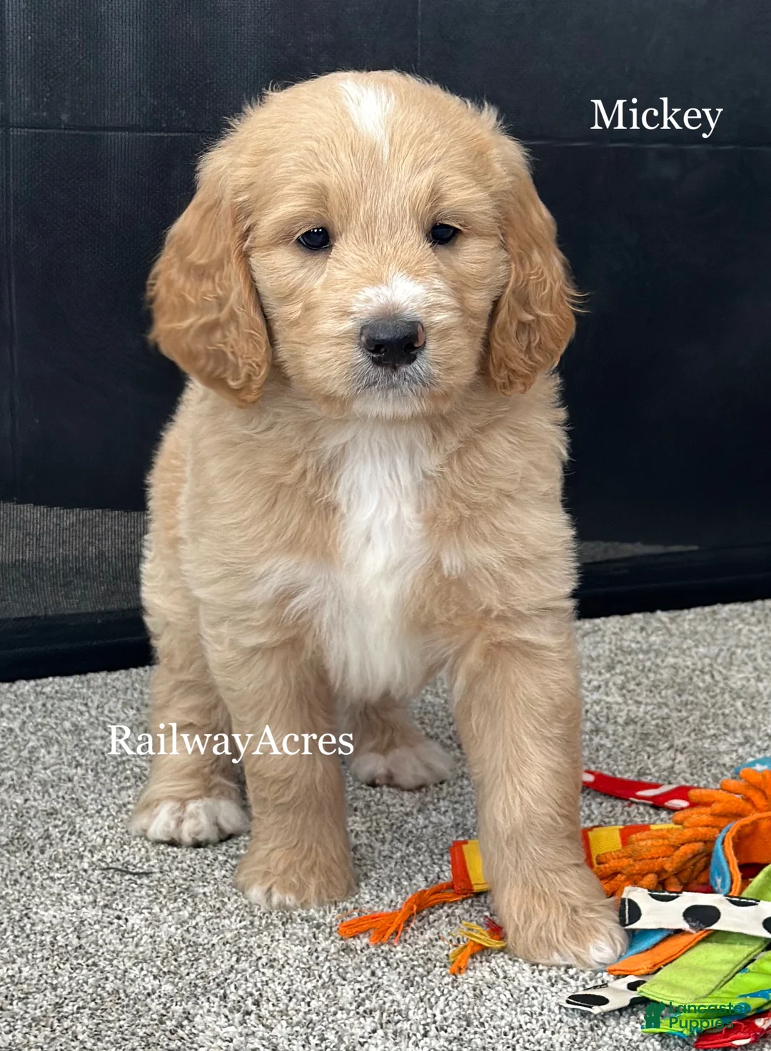 Goldendoodle dogs for sale: Mickey - Ad 2