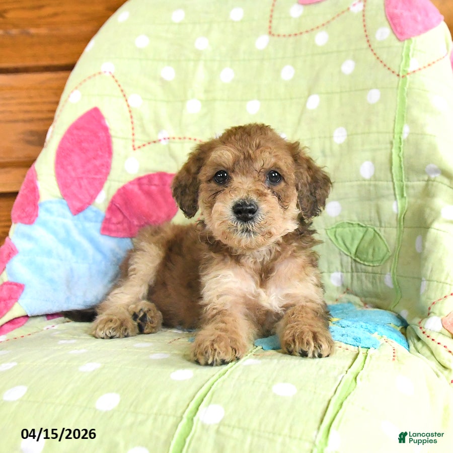 Mini Goldendoodle dogs Krissy - Ad 2