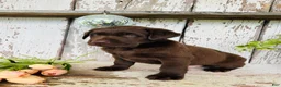 Labrador Retriever dogs for sale: Timmy  - Ad 5