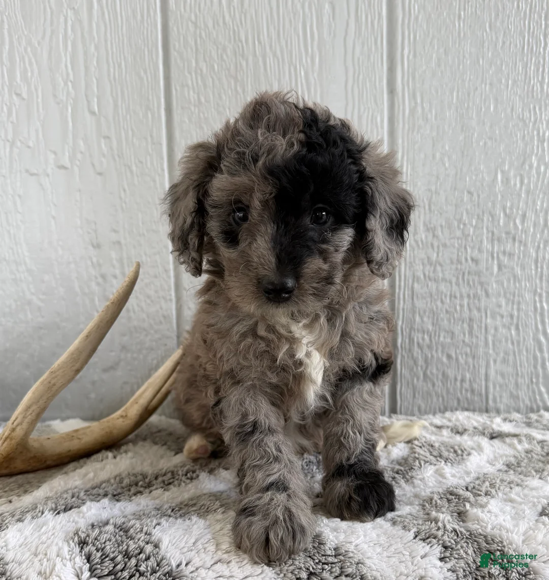 Mini Bernedoodle dogs for sale: Sadie - Ad 1