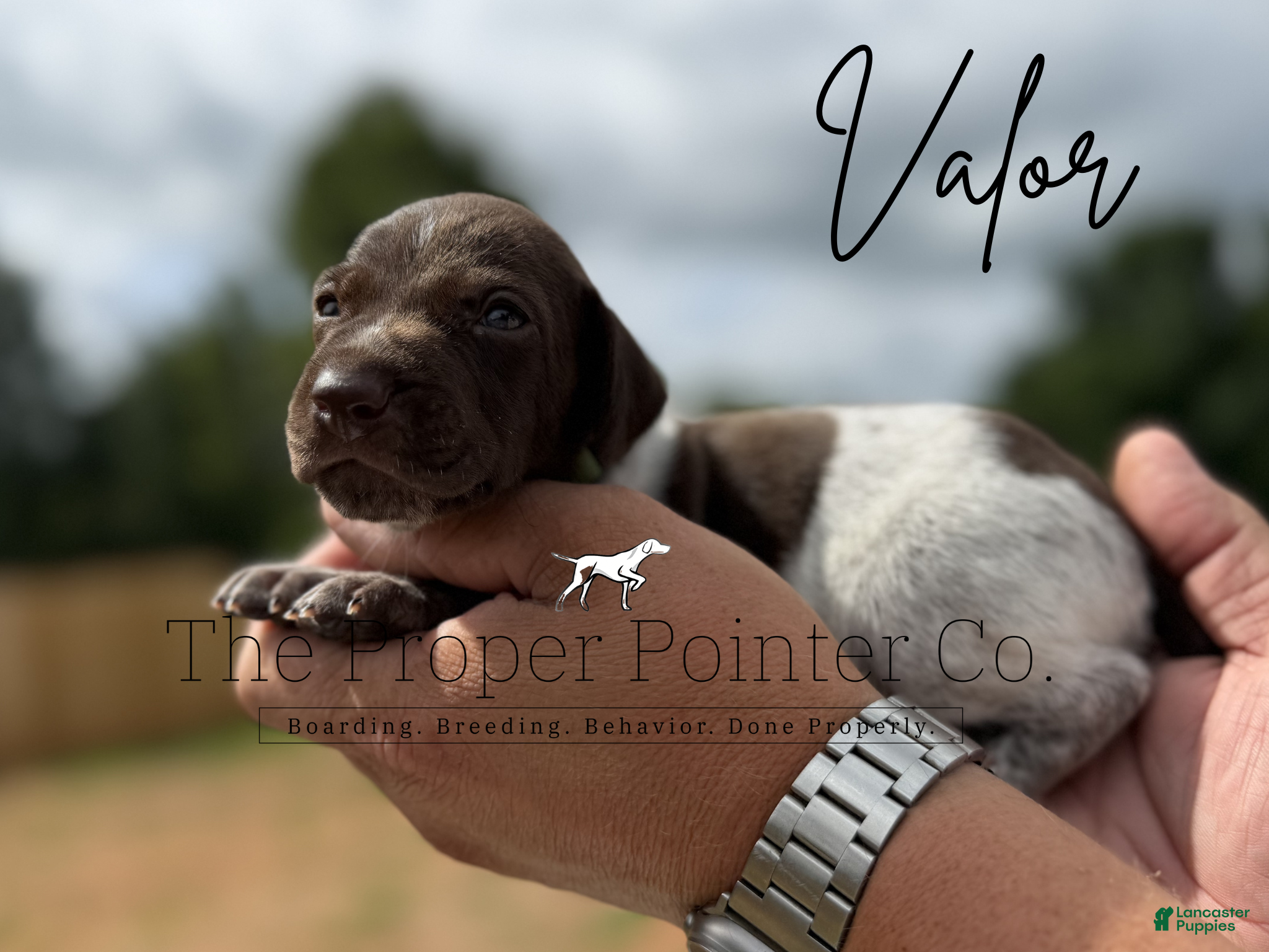 German Shorthaired Pointer dogs Valor  - Ad 1