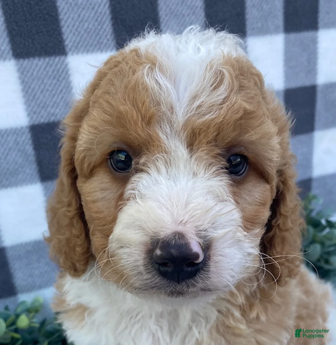 Mini Goldendoodle dogs for sale: Lewis - Ad 2