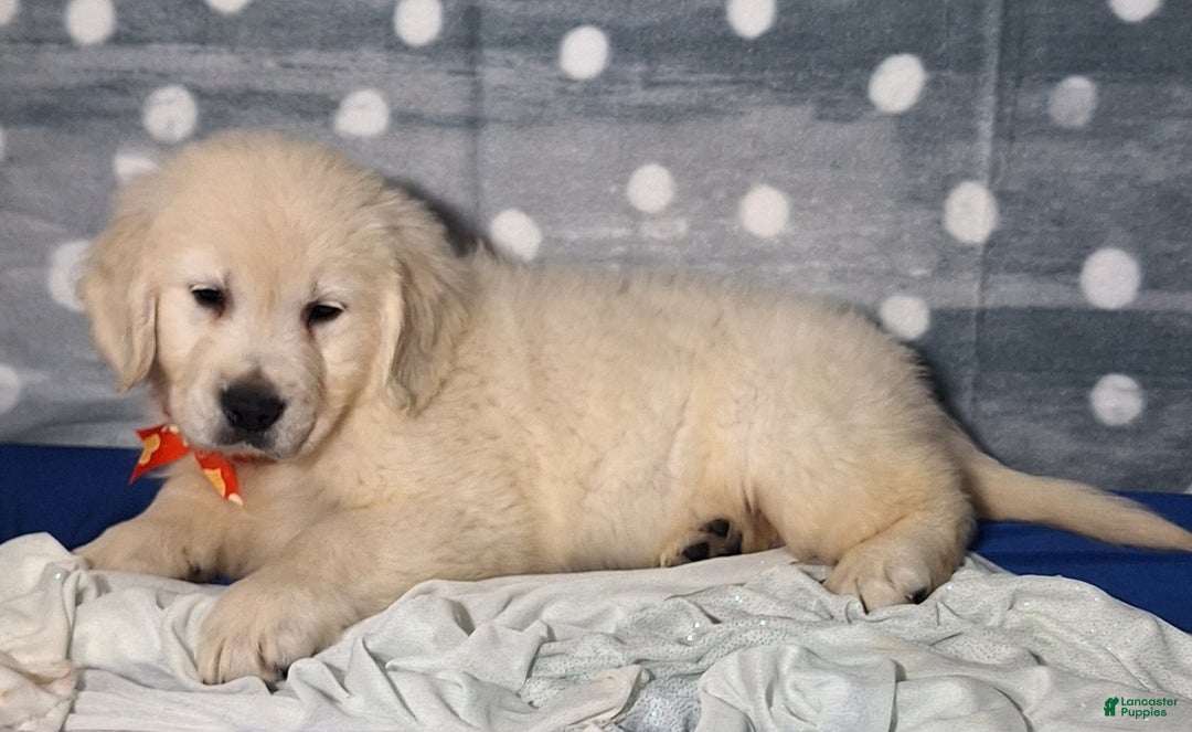 Golden Retriever dogs for sale: Jonah - Ad 2