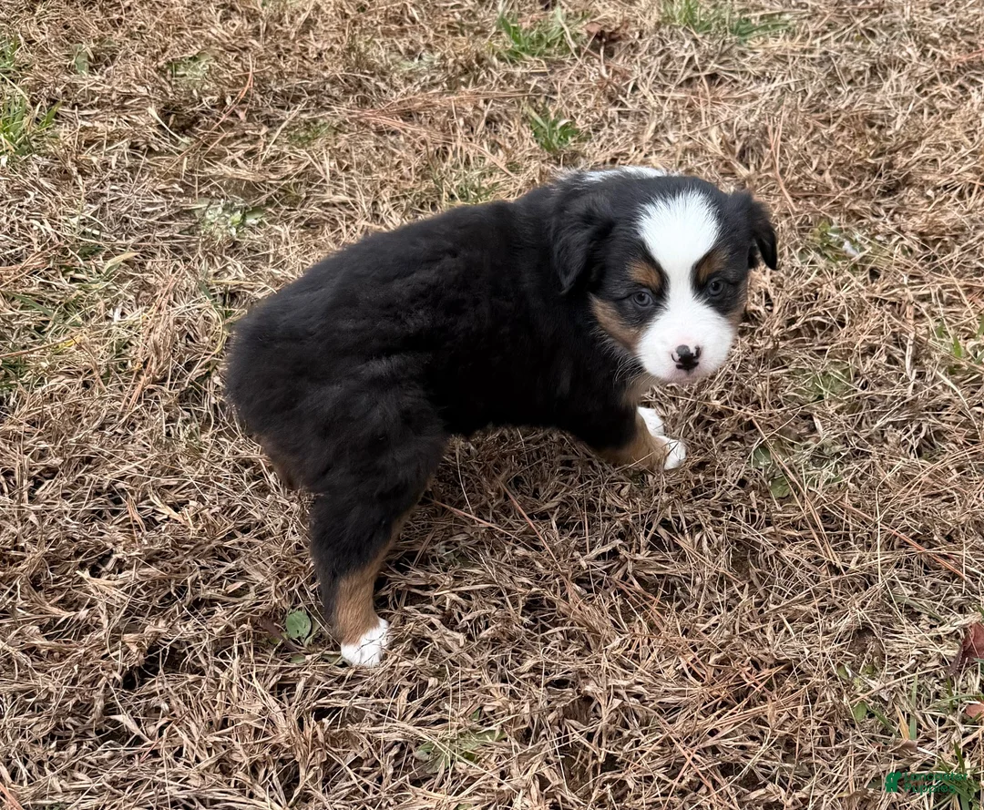 Australian Shepherd dogs for sale: Jenny - Ad 7