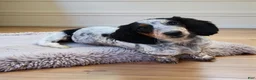 Miniature Dachshund dogs for sale: Miniature Dachshund 1 - Ad 4