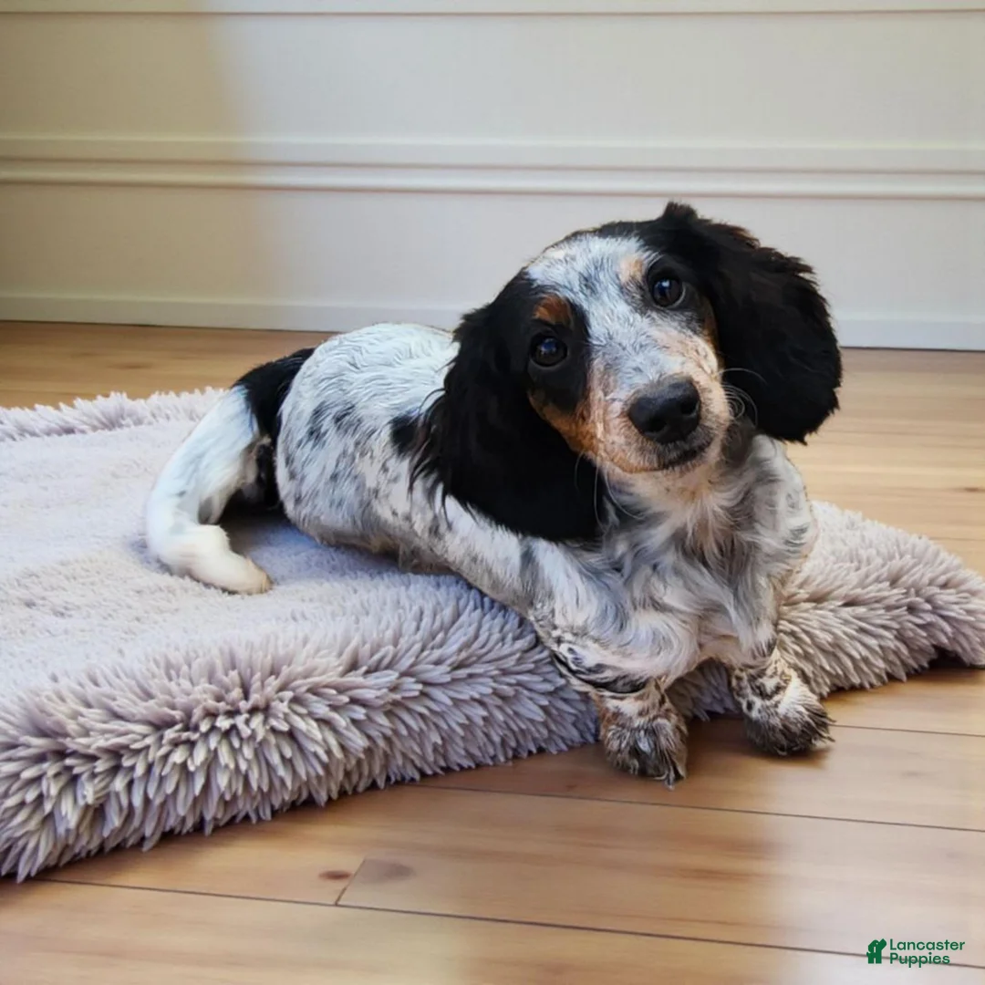 Miniature Dachshund dogs for sale: Miniature Dachshund 1 - Ad 4