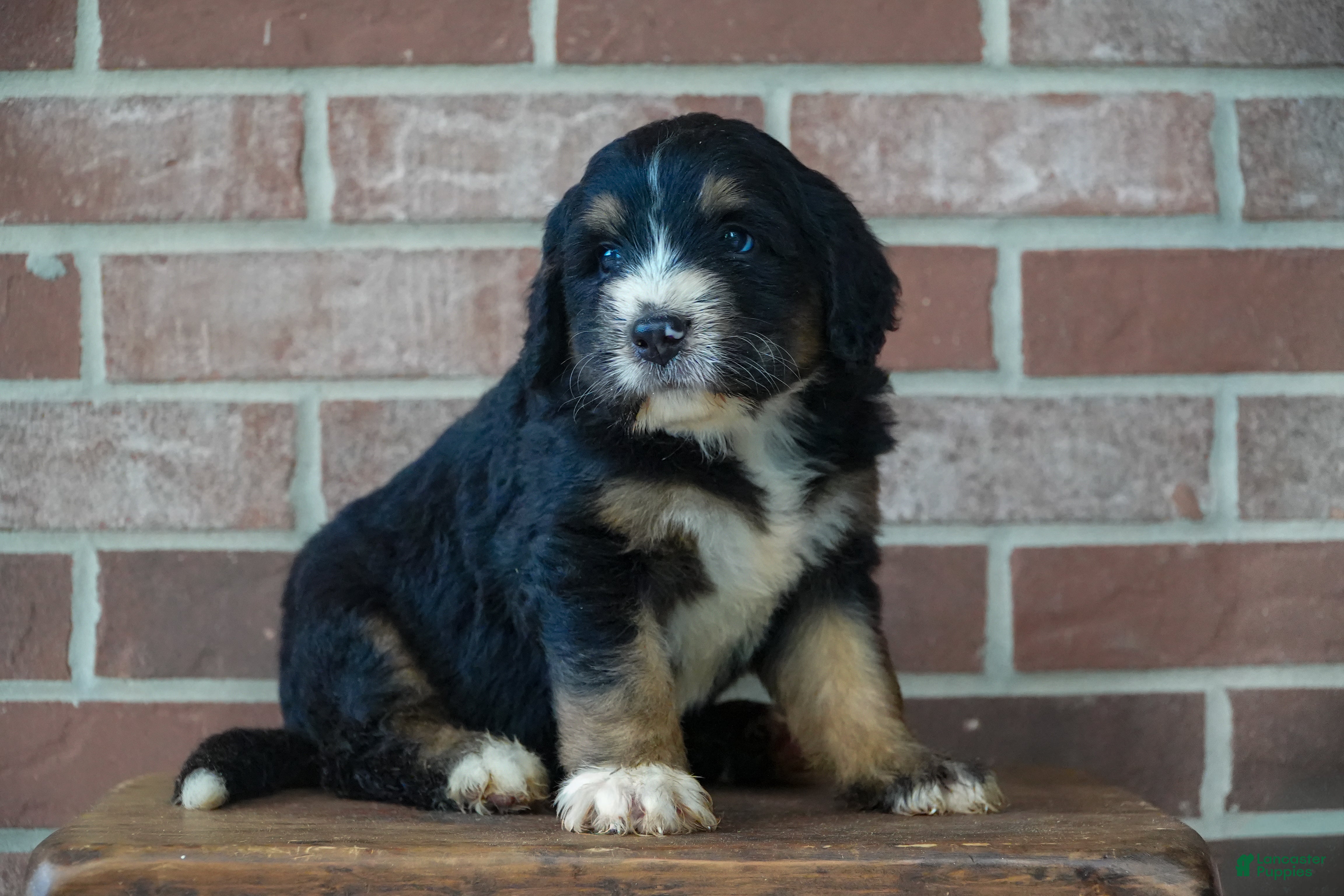 Bernedoodle dogs Timber - Ad 2