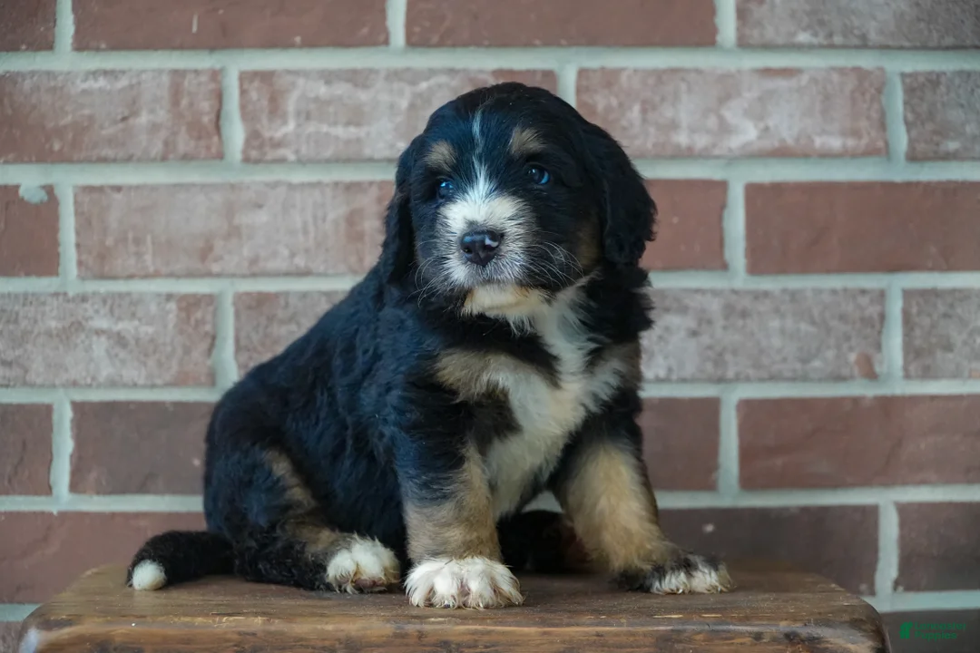 Bernedoodle dogs for sale: Timber - Ad 2