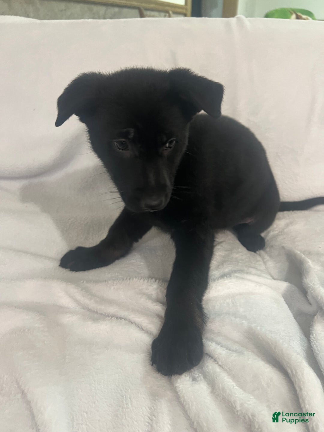 German Shepherd dogs for sale: German Shepherd Puppy 6 - Ad 1