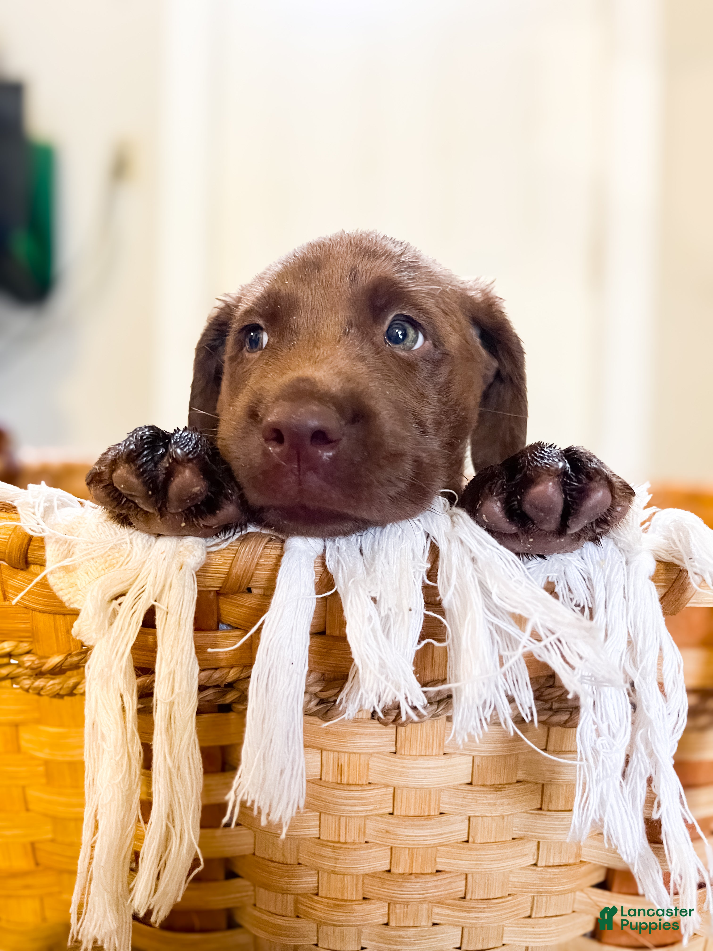 Labrador Retriever dogs for sale: Bear - Ad 1