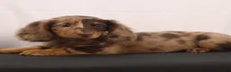 Dachshund dogs for sale: Rusty - Ad 10