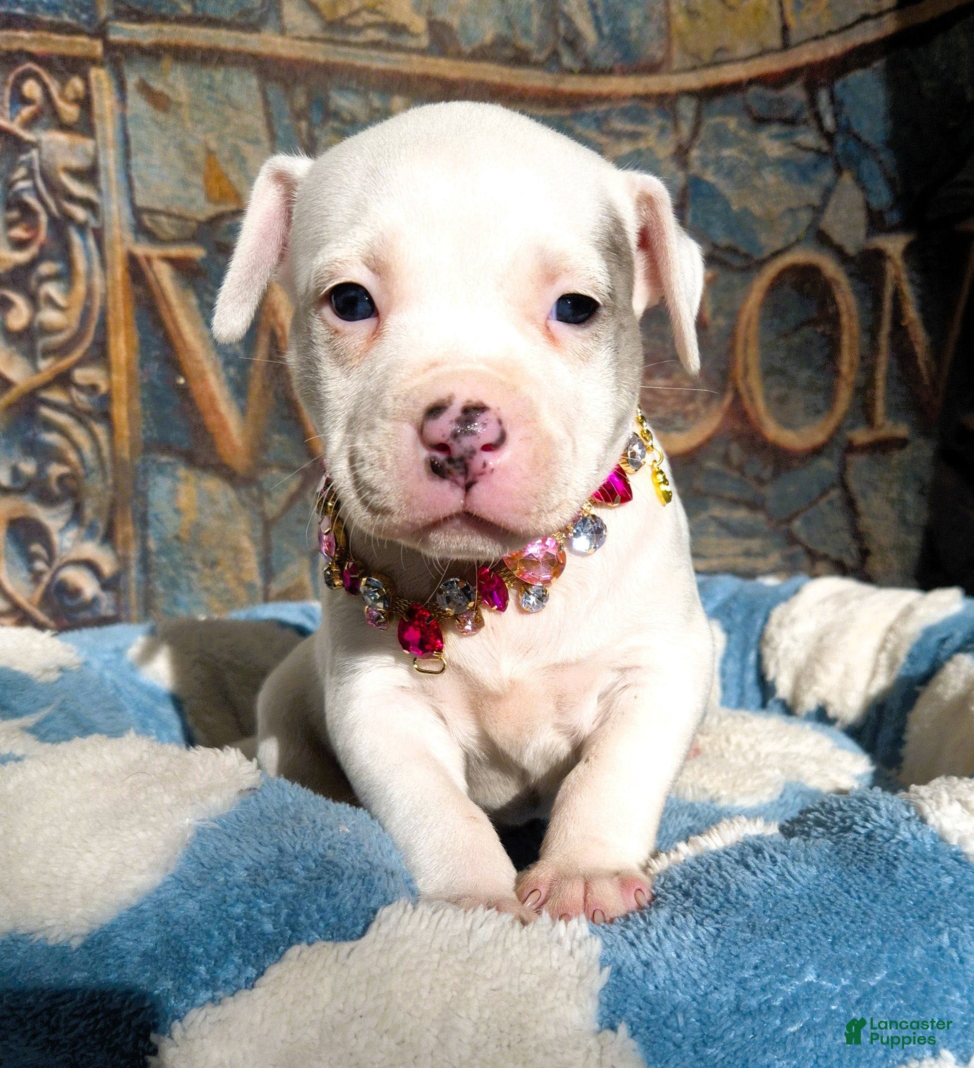 American Bully dogs "DOLLY PARTON" WHITE MERLE - Ad 3