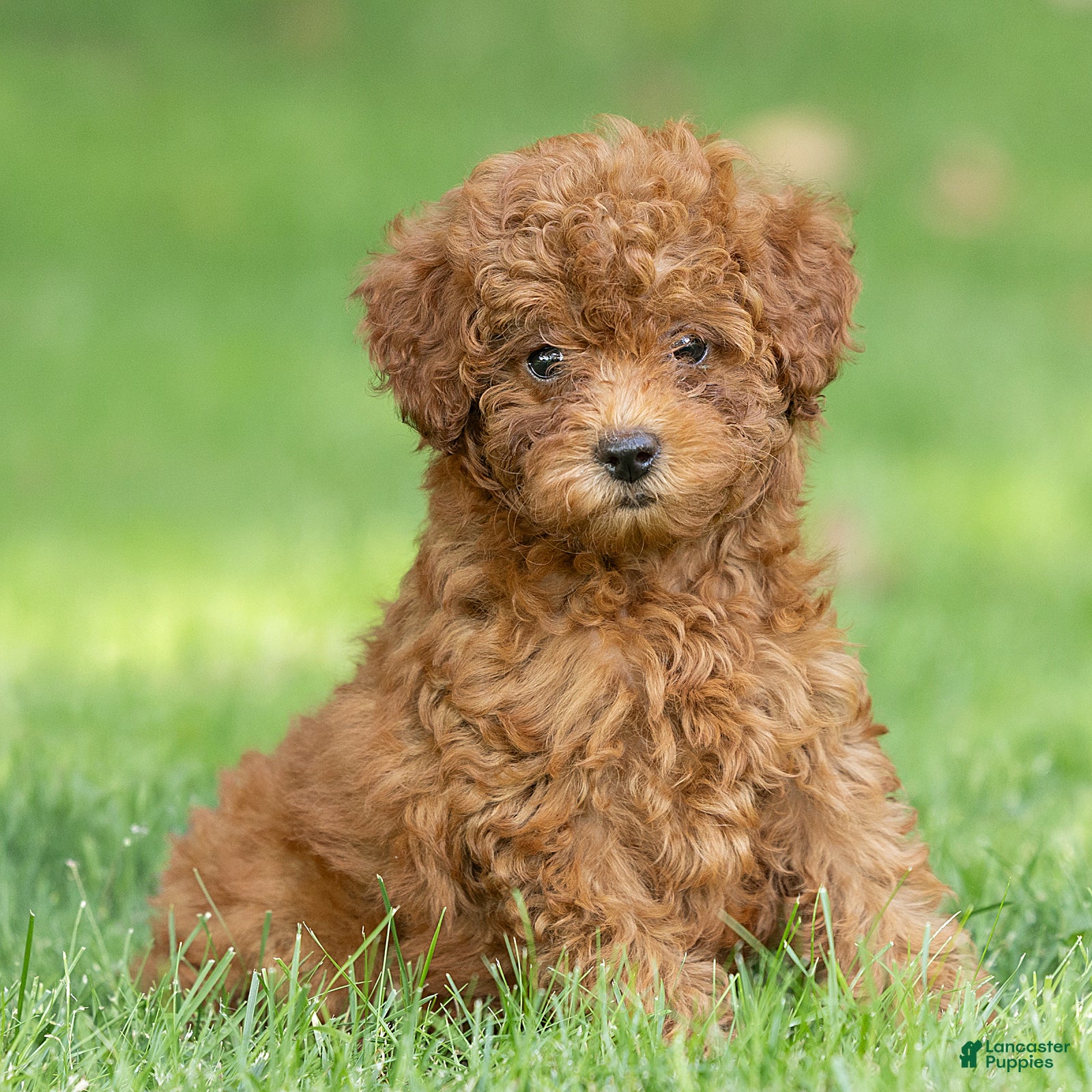 Miniature Poodle dogs Kayla Miniature Poodle  - Ad 1