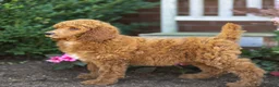 Standard Poodle dogs for sale: Melody - Ad 2