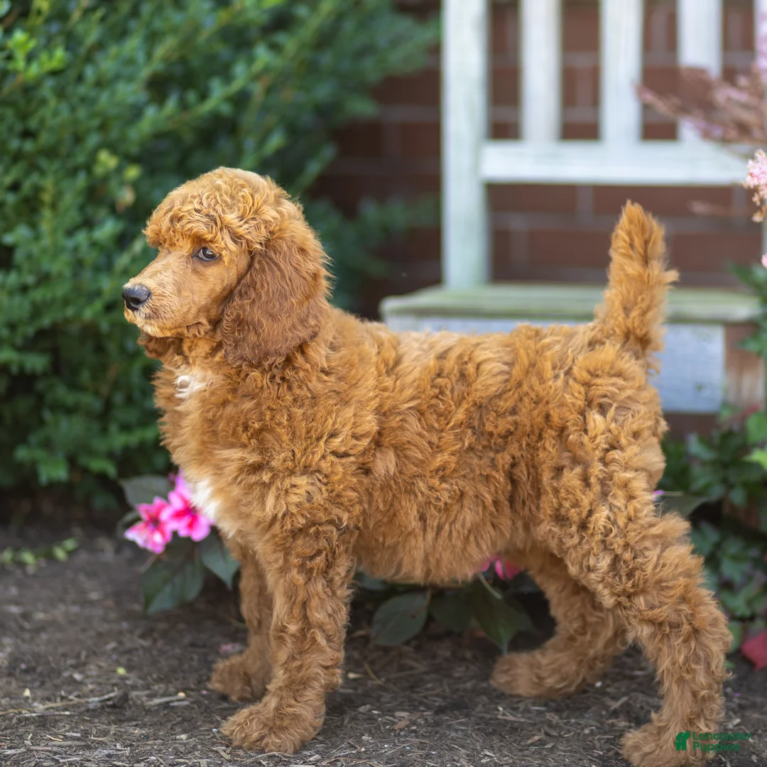 Standard Poodle dogs for sale: Melody - Ad 2