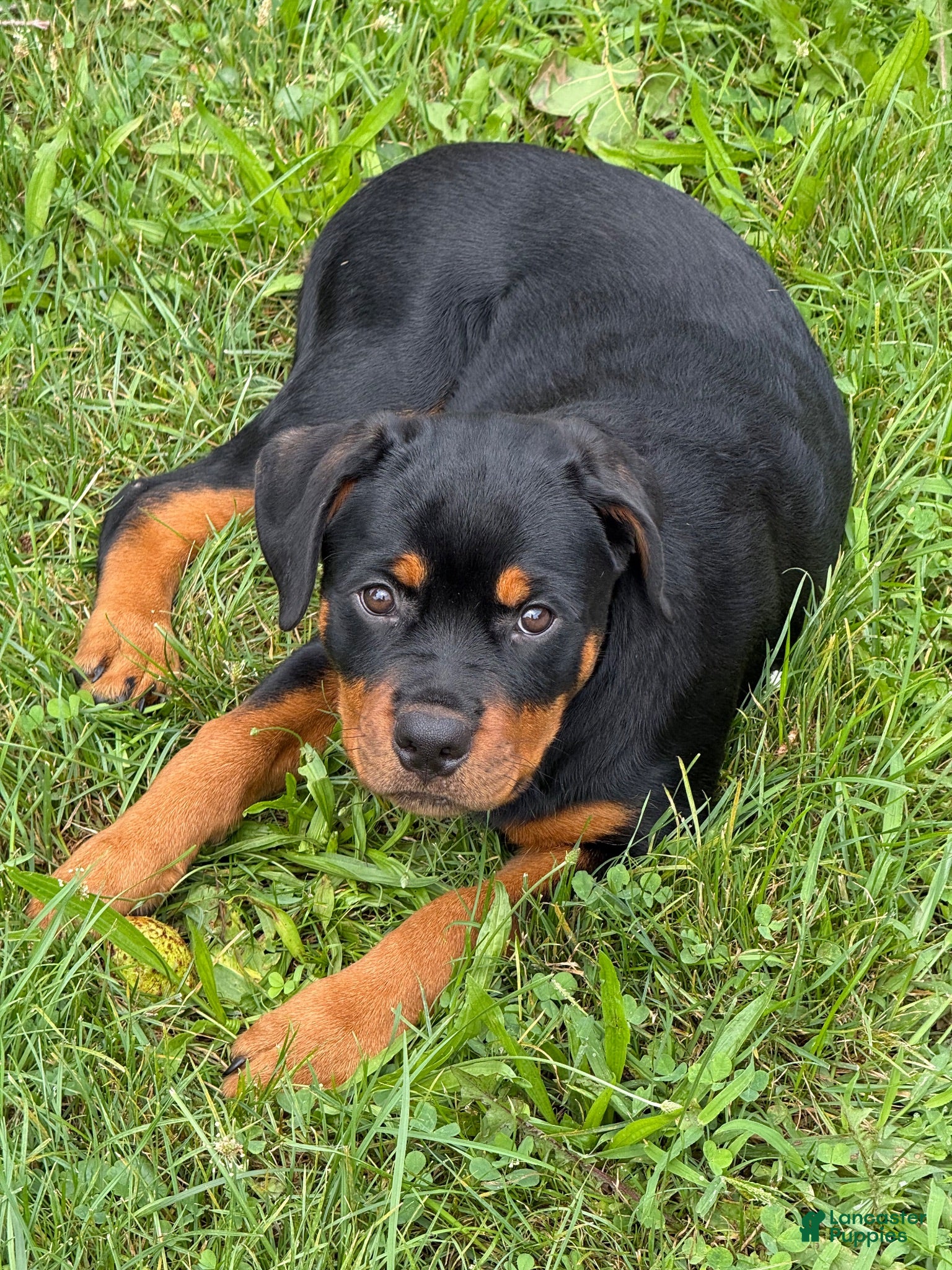 Rottweiler dogs Female 1 - Ad 1