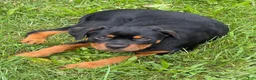 Rottweiler dogs for sale: Female 1 - Ad 1