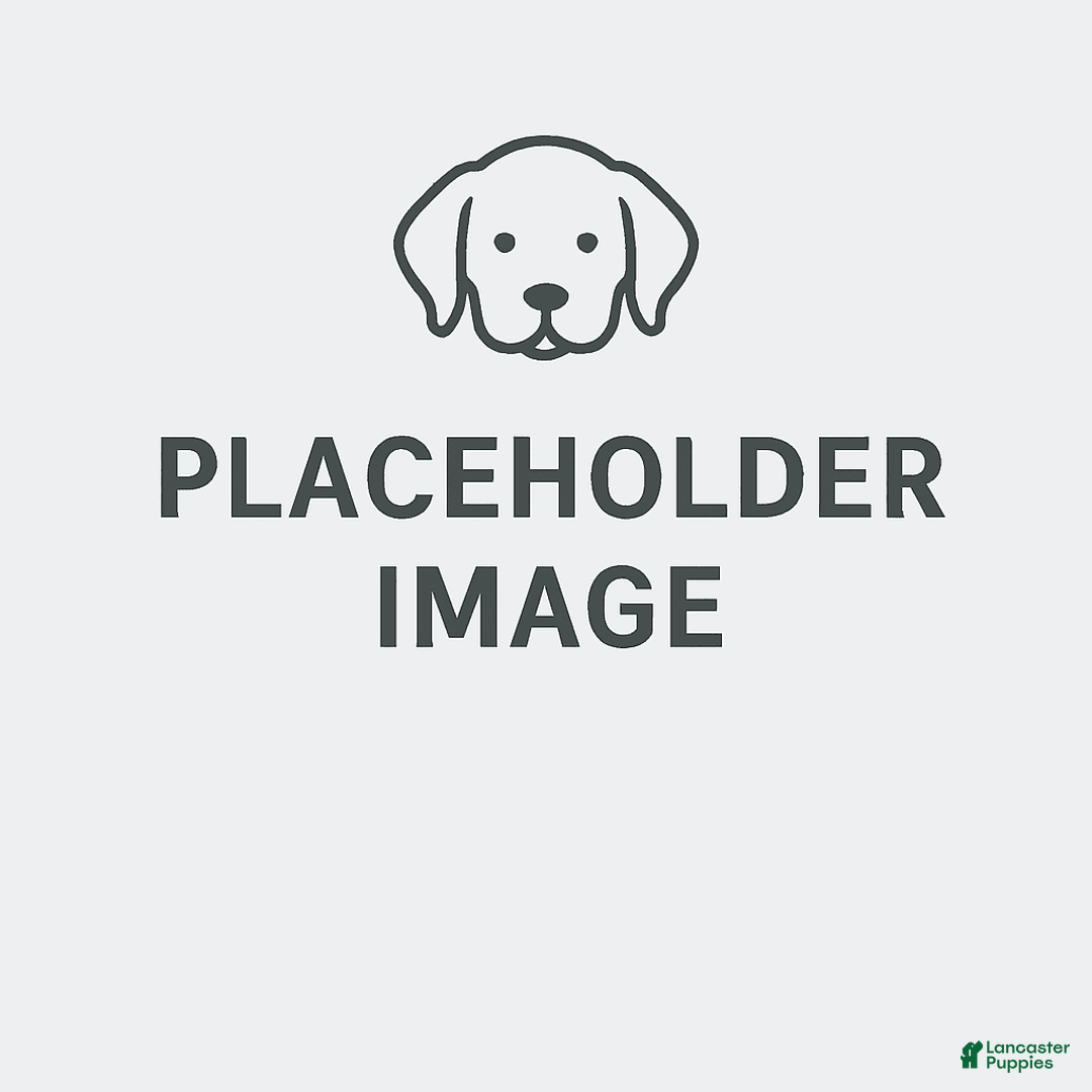 Toy Poodle dogs for sale: Benson - Ad 1