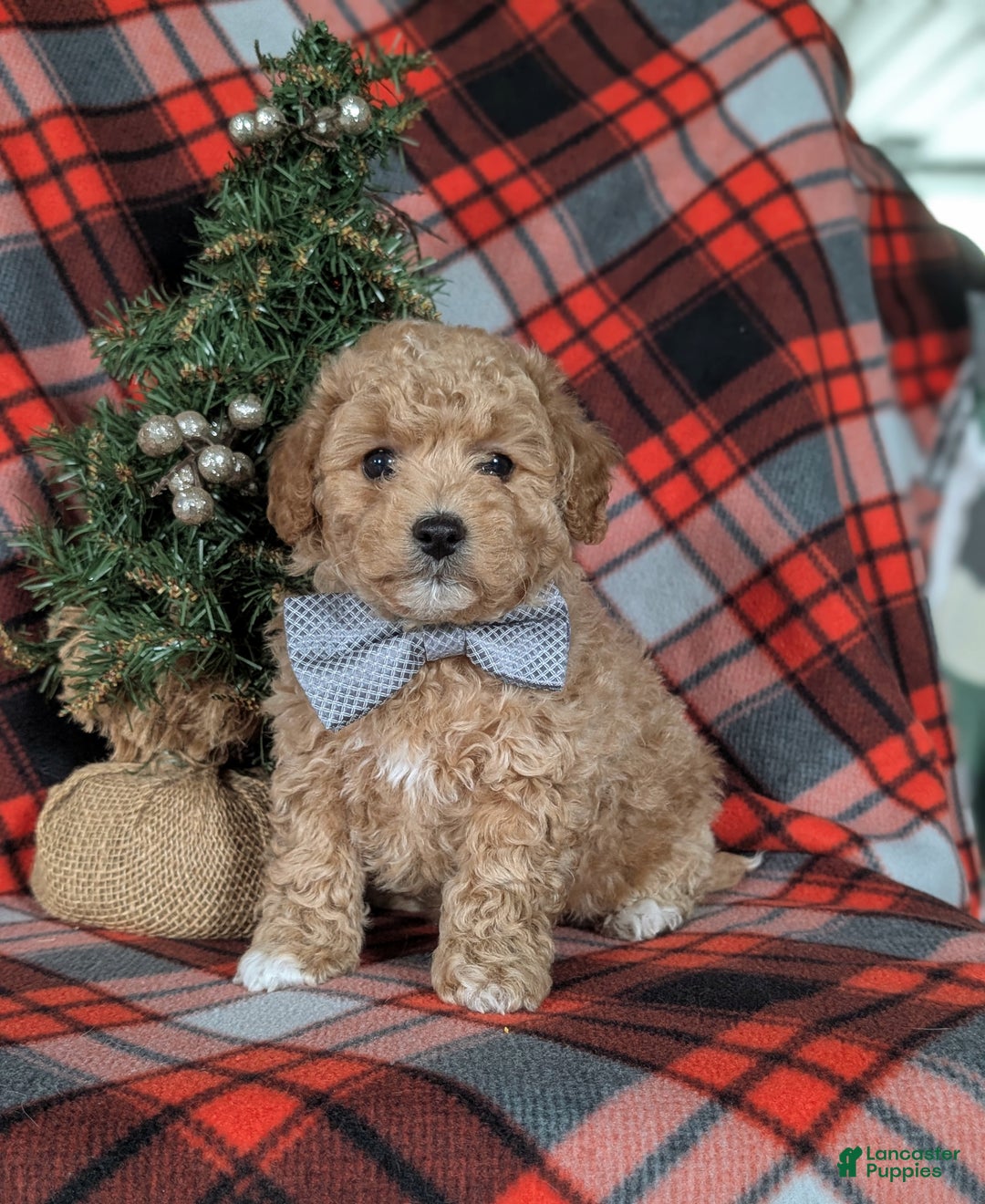 Havapoo dogs for sale: Bigsby Ready for Christmas! - Ad 1