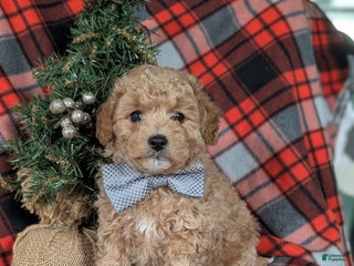 Havapoo dogs Bigsby Ready for Christmas! - Ad 14