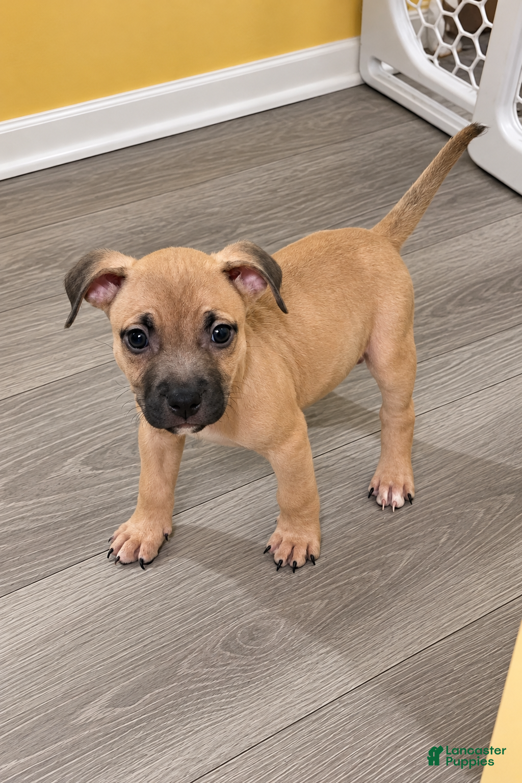 American Bully dogs for sale: Rocky - Ad 7