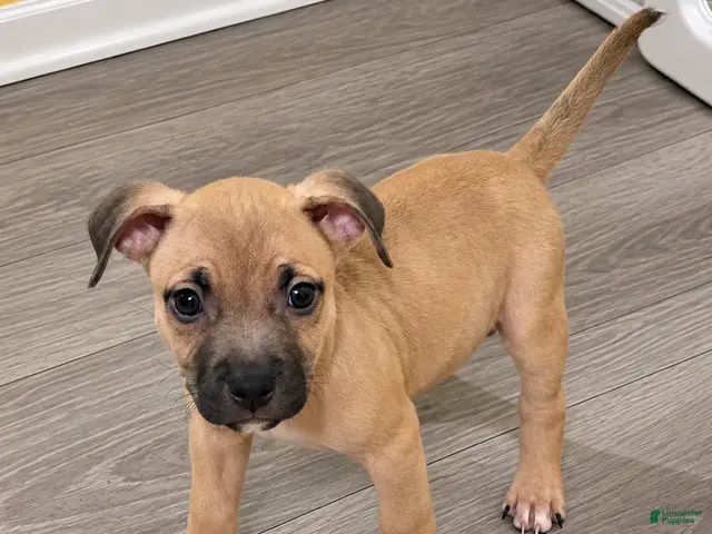 American Bully dogs for sale: Rocky - Ad 7
