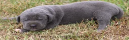 Great Dane dogs for sale: Smokey - Ad 5