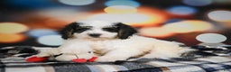 Mini Bernedoodle dogs for sale: Misty - Ad 8