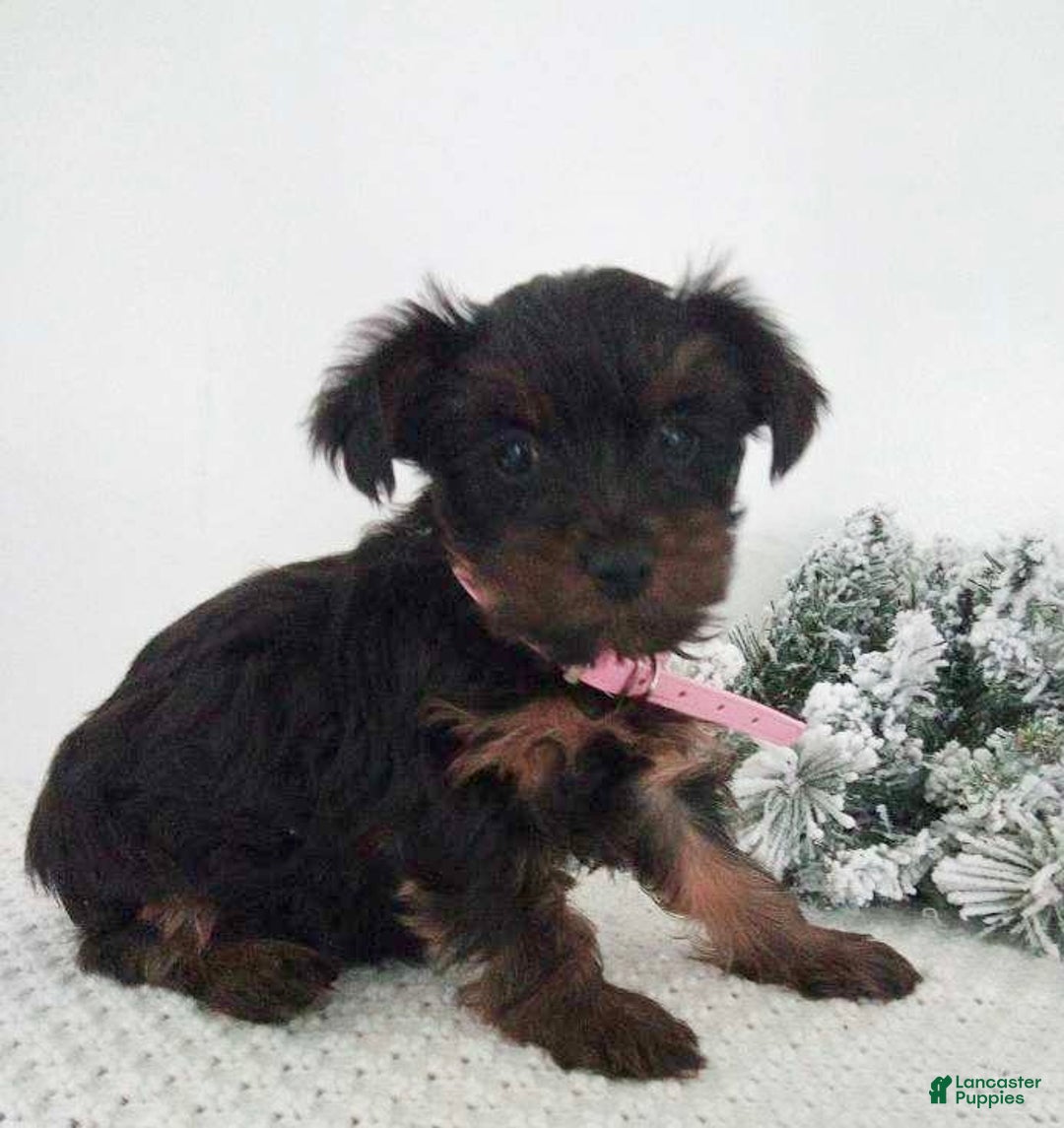 Yorkshire Terrier dogs for sale: Jerry - Ad 13
