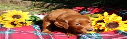 Mixed Breed dogs for sale: Rocky - Irish Goldendoodle  - Ad 22