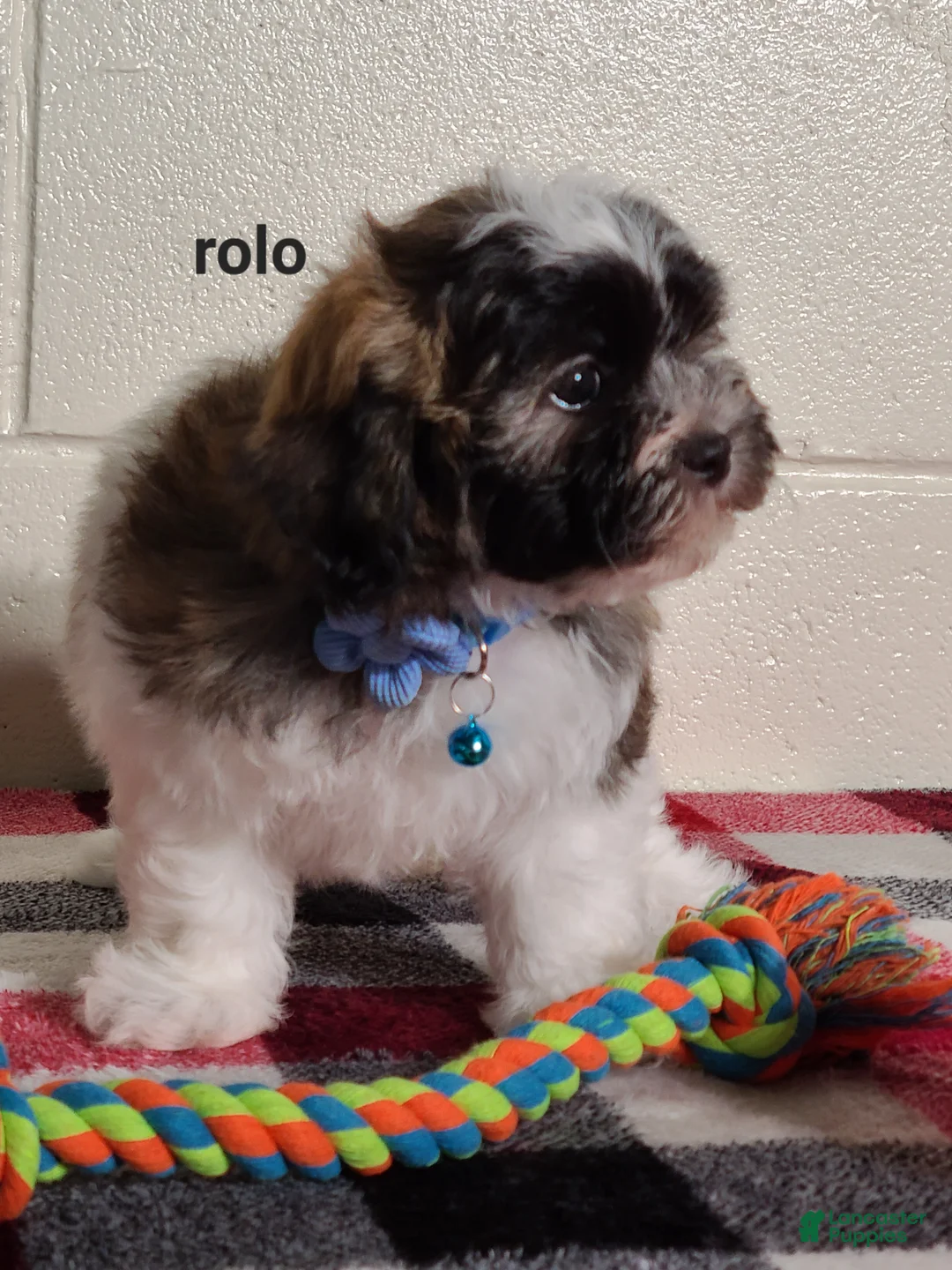 Teddy Bear dogs for sale: Rolo  - Ad 2
