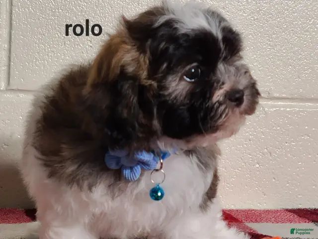 Teddy Bear dogs for sale: Rolo - Ad 2