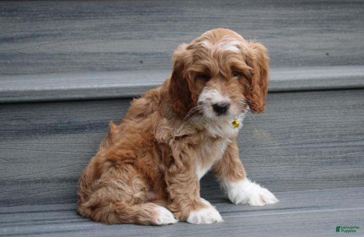 Luka, Cockapoo