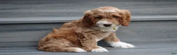 Cockapoo dogs for sale: Luka - Ad 4