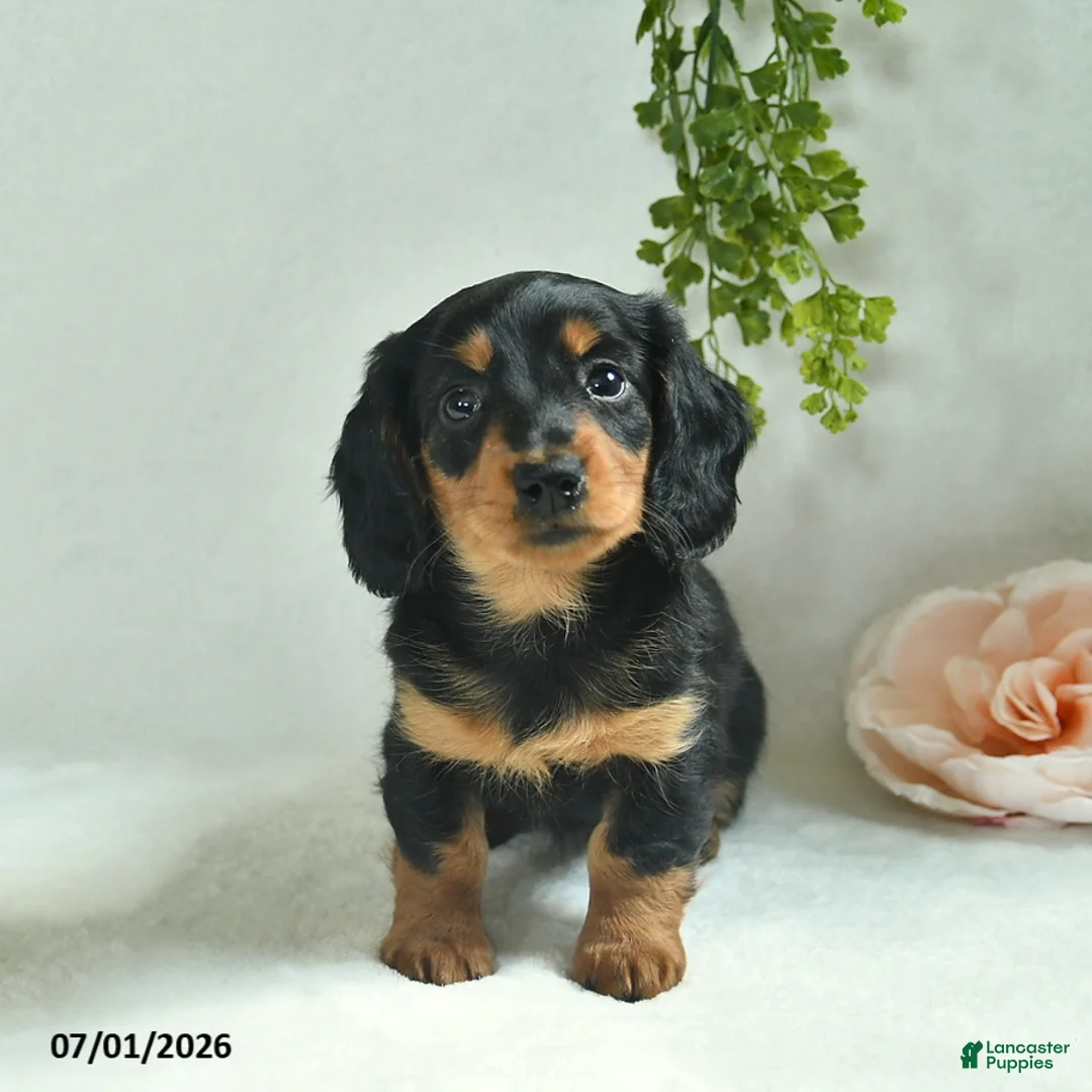 Miniature Dachshund dogs for sale: Geraldine  - Ad 2
