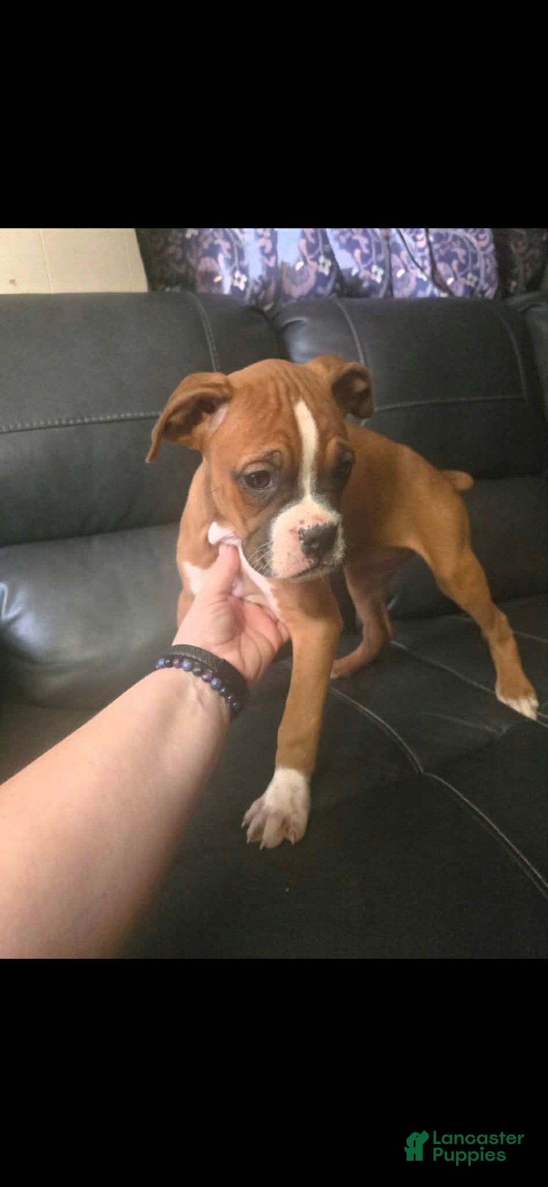 Boxer dogs for sale: Tae - Ad 3
