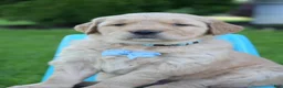 Golden Retriever dogs for sale: Hunter - Ad 5