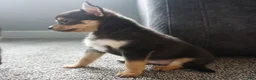 Chihuahua dogs for sale: Lilly - Ad 3