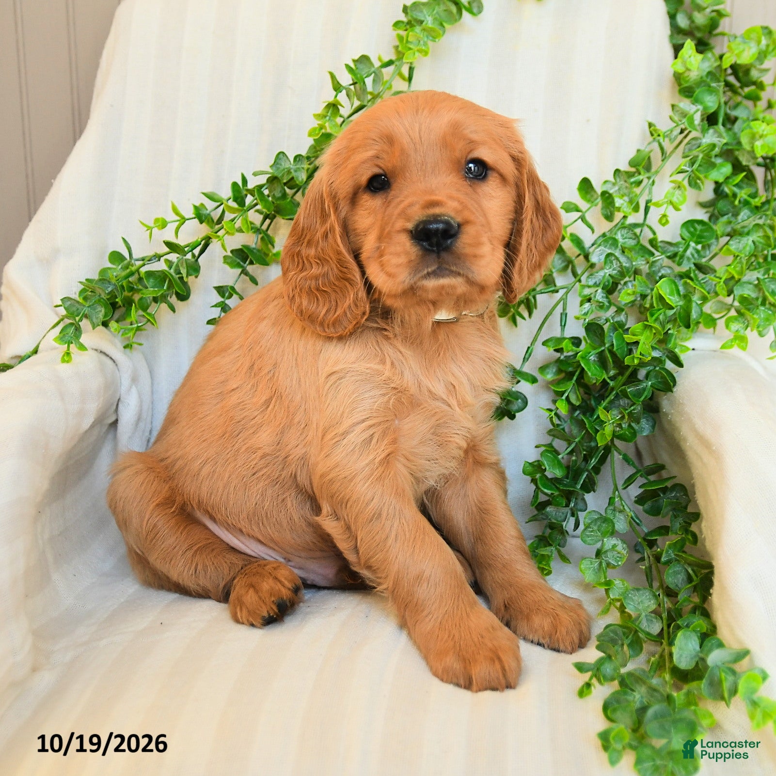 Miniature Golden Retriever dogs for sale: Mike - Ad 2