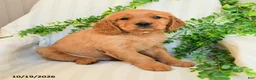 Miniature Golden Retriever dogs for sale: Mike - Ad 2