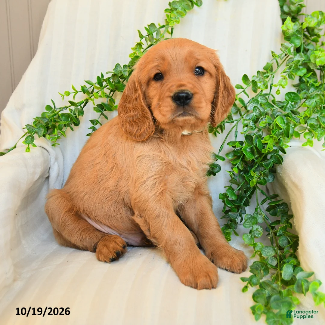 Miniature Golden Retriever dogs for sale: Mike - Ad 2