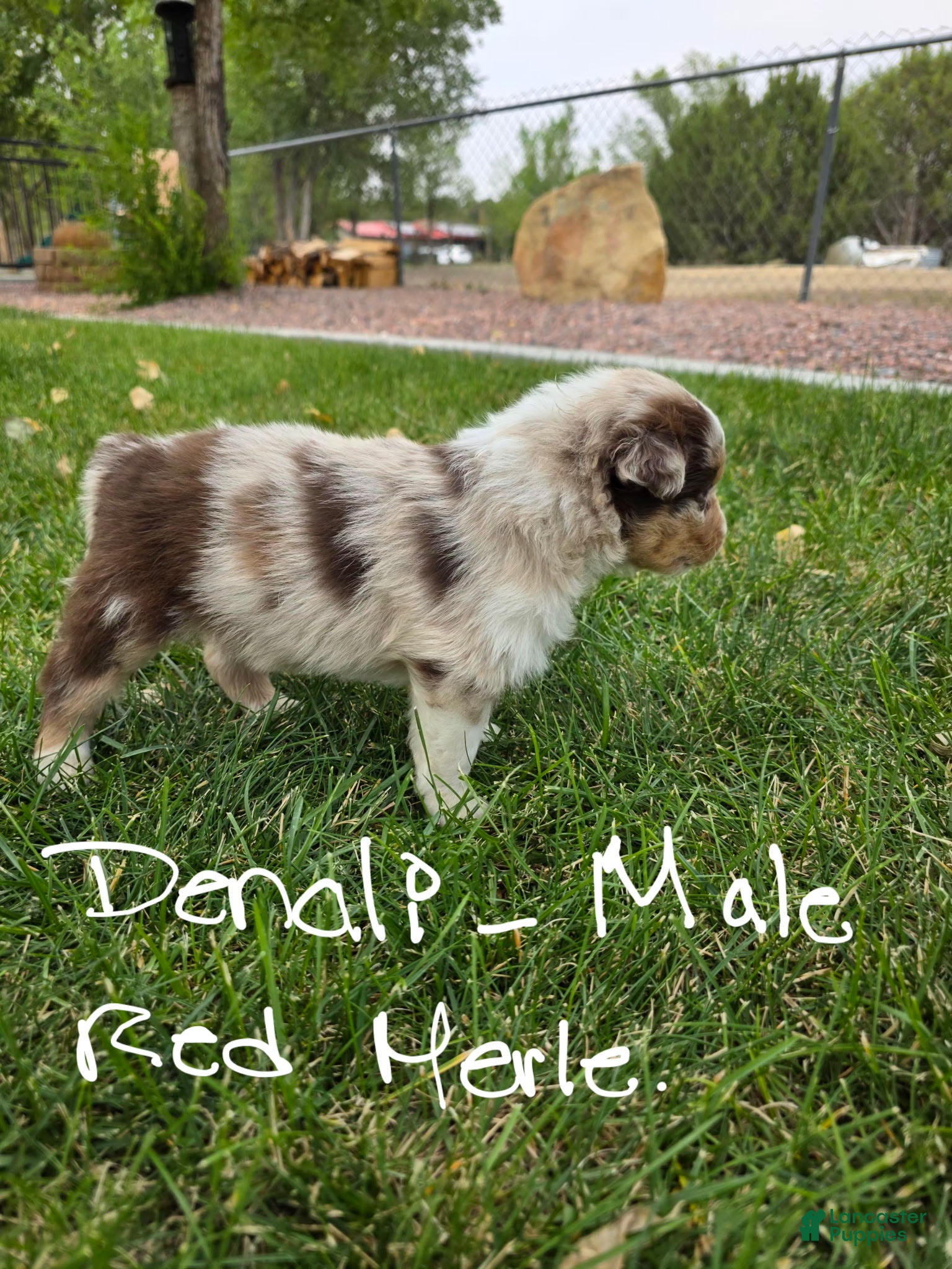 Australian Shepherd dogs Denali Red Merle - Ad 1