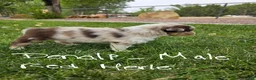 Australian Shepherd dogs for sale: Denali Red Merle - Ad 1