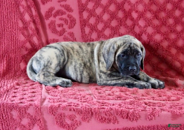 English Mastiff dogs for sale: Delila - Ad 3