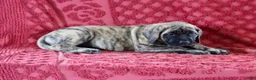 English Mastiff dogs for sale: Delila - Ad 1