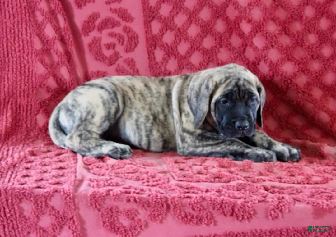 English Mastiff dogs for sale: Delila - Ad 1